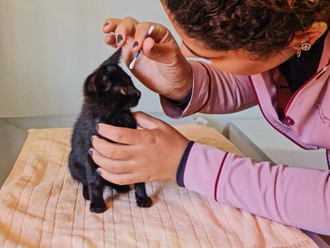 Exames Veterinários