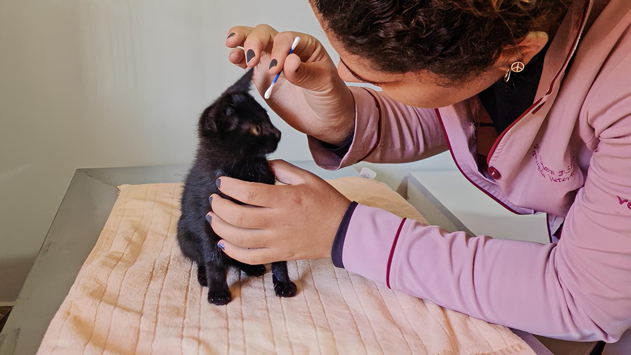 Coleta de Exame Veterinário em Domicílio: Como Funciona