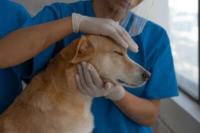 Exame Pré-Operatório para Cães: o que é e por que é obrigatório