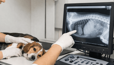 Raio-X Veterinário: quando indicar e como funciona o exame