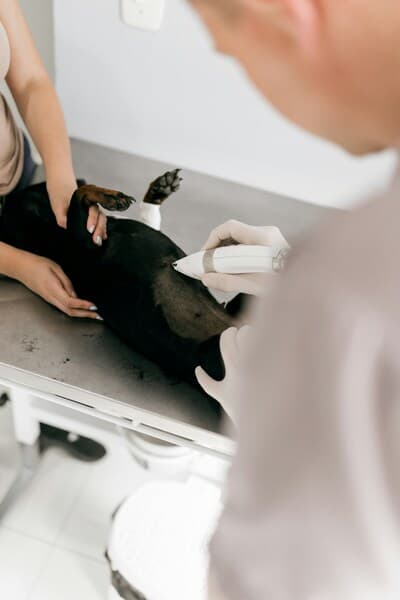 Ultrassom Veterinário: o que é e quando o seu pet precisa